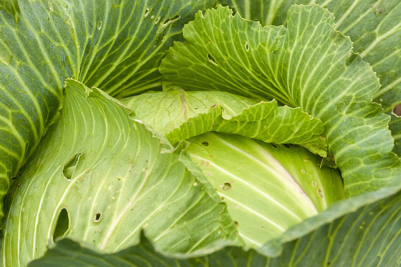 澳门最新白菜，美食探索的新境界