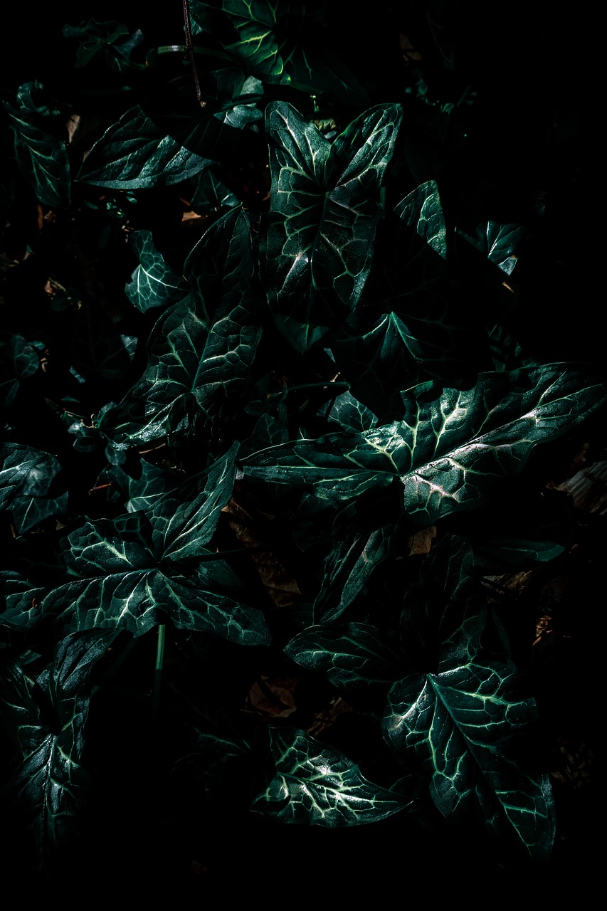 韩三千最新章节，神秘世界奇幻之旅探索全文